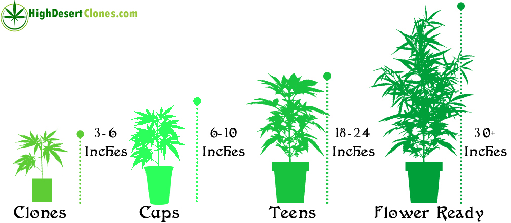 Plant Height Chart