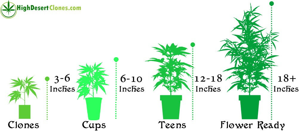 Marijuana Plant Size Chart « High Desert Clones