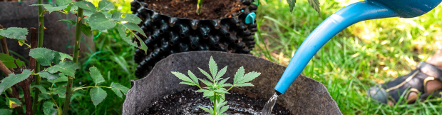 Proper Watering for Cannabis Plants