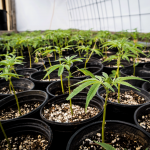 How to Transplant Cannabis Clones