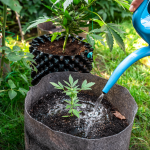 Proper Watering for Cannabis Plants