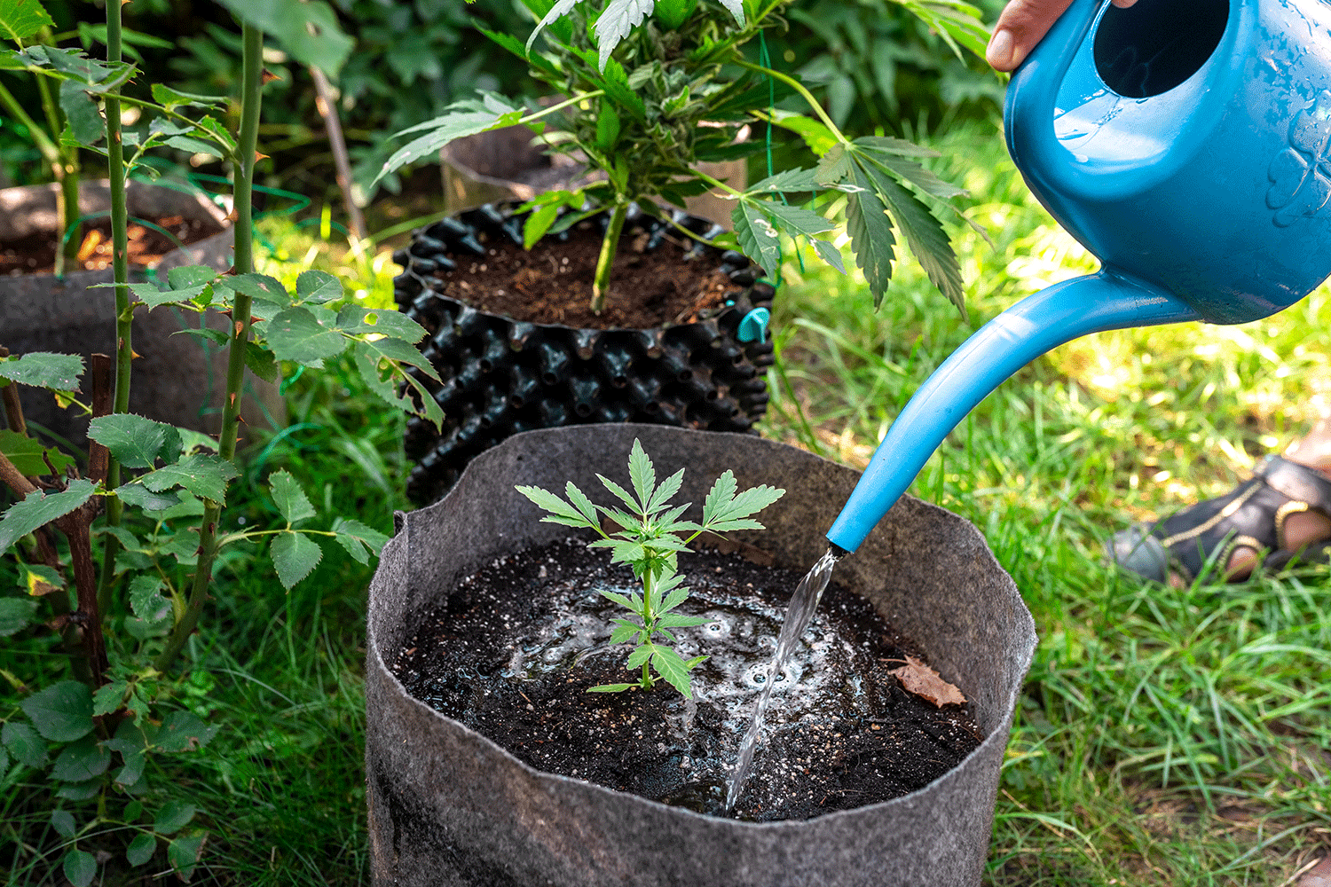 watering cannabis plants